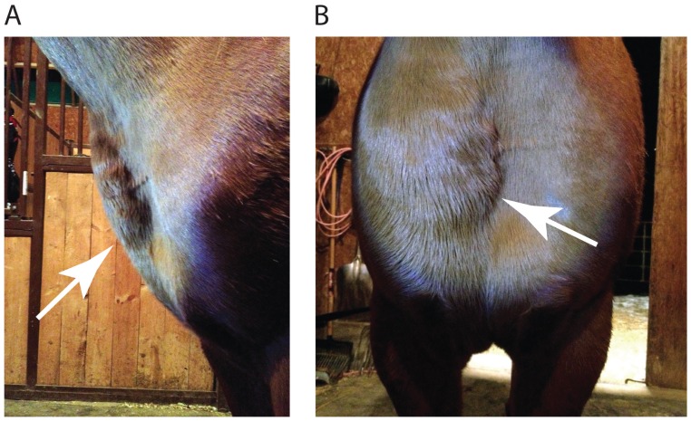 Figure A (Lateral View) & Figure B (Frontal View): Lateral and frontal views illustrating parotid region swelling in equine pigeon fever (Corynebacterium pseudotuberculosis).