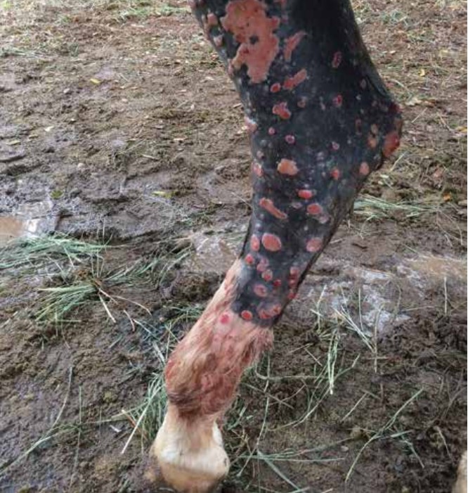 Equine pigeon fever presenting as ulcerative lymphangitis