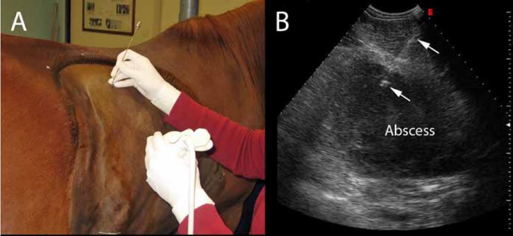 Dr. Whitcomb performing ultrasound-guided aspiration of a suspicious lesion within the right liver lobe of a horse with recurrent fevers.