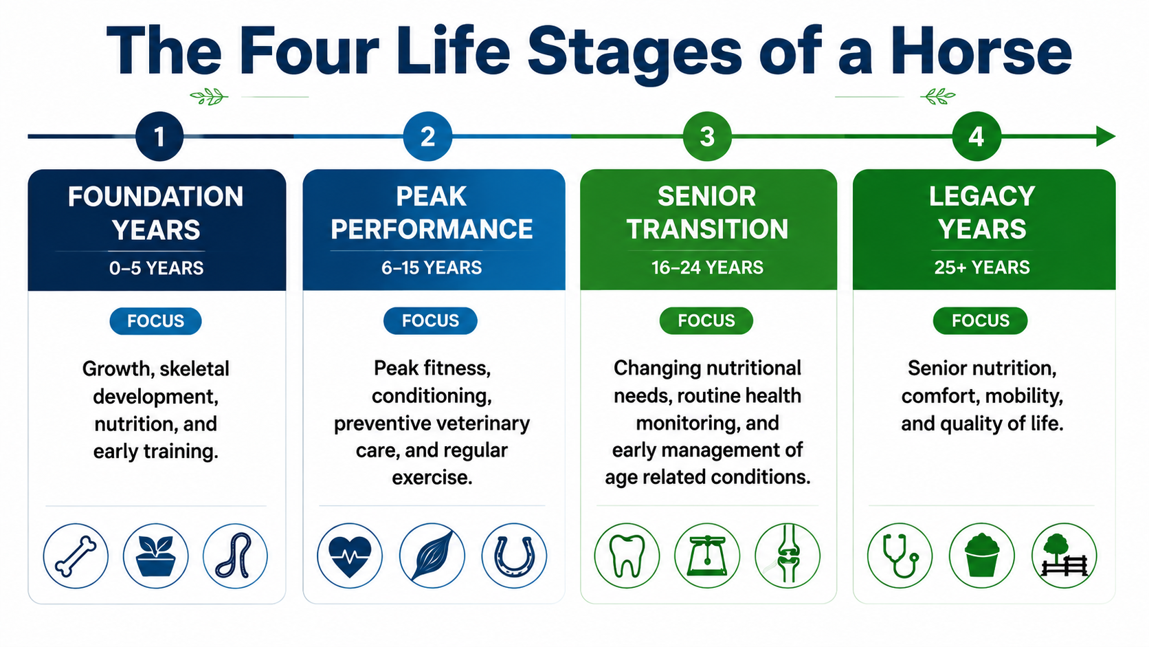 The Four Life Stages of a Horse veterinary infographic showing foundation years, peak performance, senior transition, and legacy years with key horse health care needs.