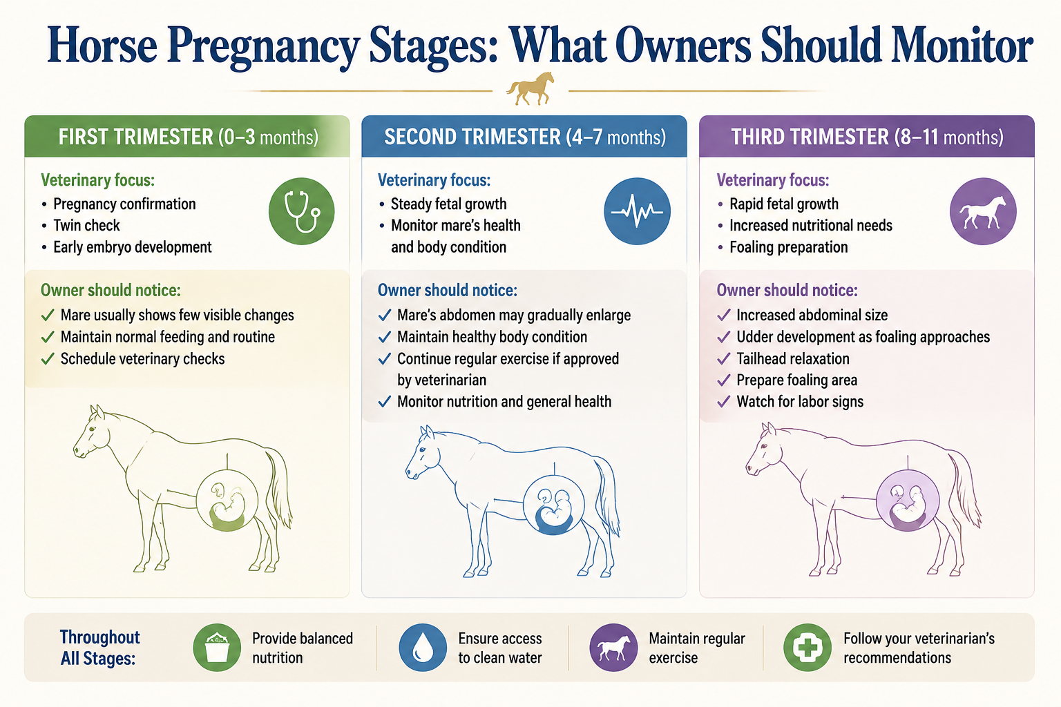 Horse pregnancy stages infographic showing first, second, and third trimester changes, veterinary care, and signs owners should monitor