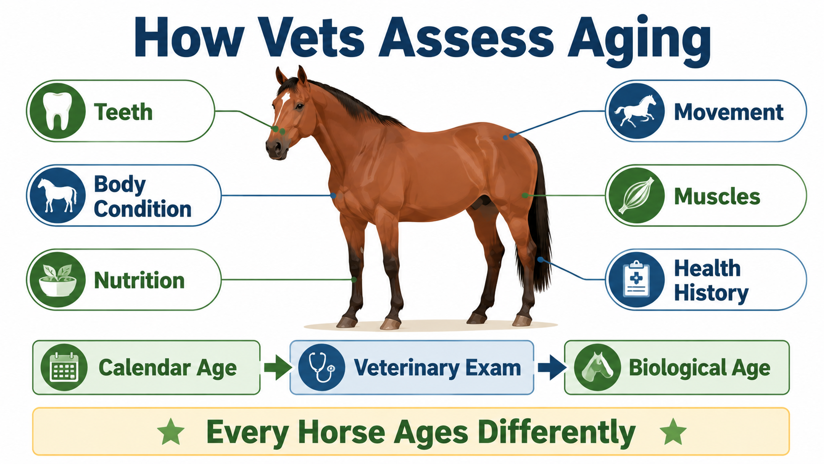 Veterinary infographic showing how vets assess horse aging through teeth, body condition, movement, muscles, nutrition, and health history to determine biological age.