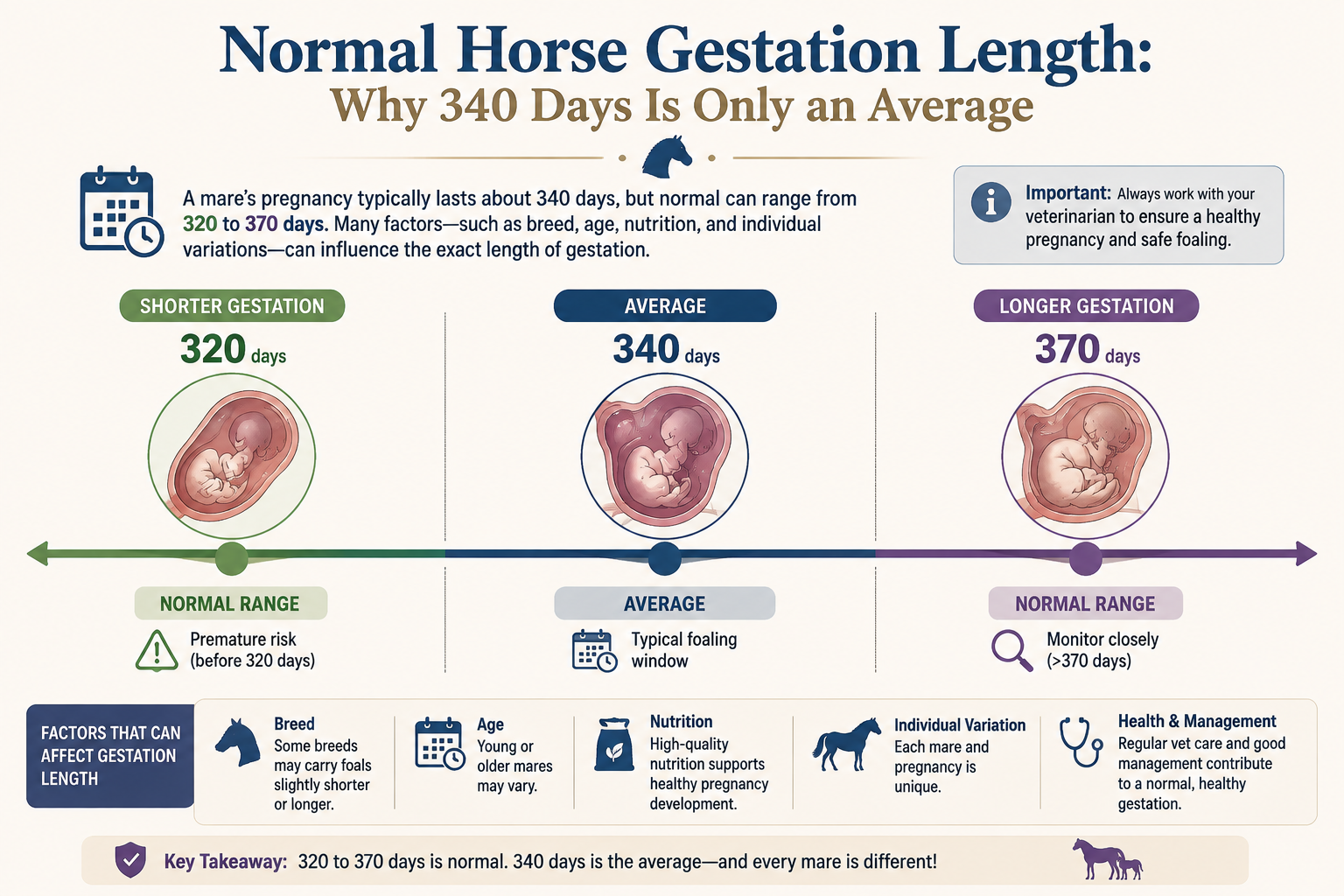 Horse gestation length infographic showing 320, 340, and 370 day pregnancy ranges with fetal development and monitoring guidance